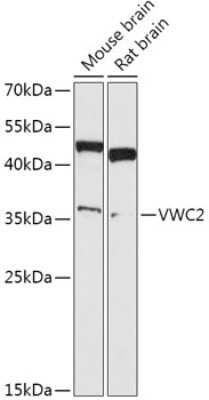 Western Blot: Brorin/VWC2 AntibodyAzide and BSA Free [NBP3-05639]